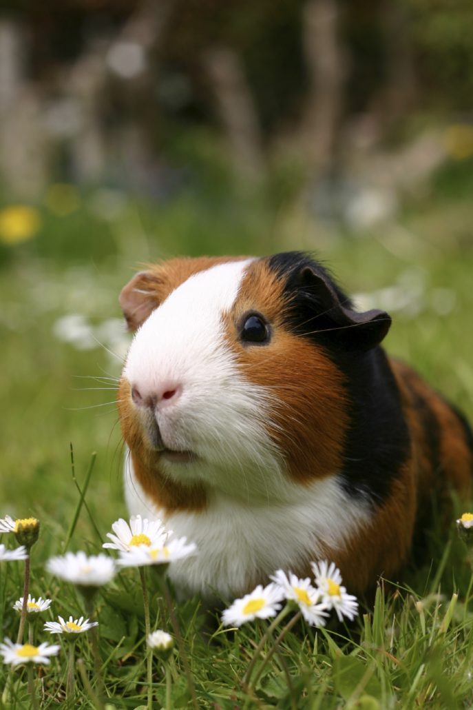 cavia buiten