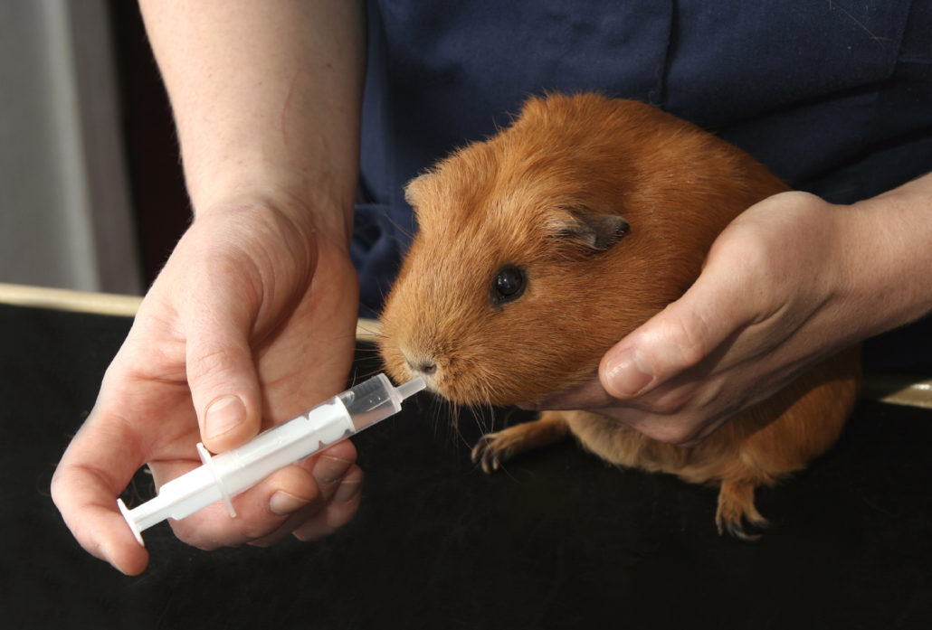 cavia verzorging