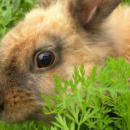 Konijn planten eten