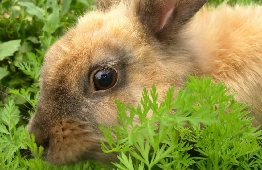 Konijn planten eten