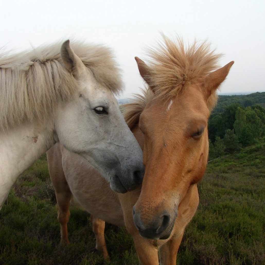 paarden kopen