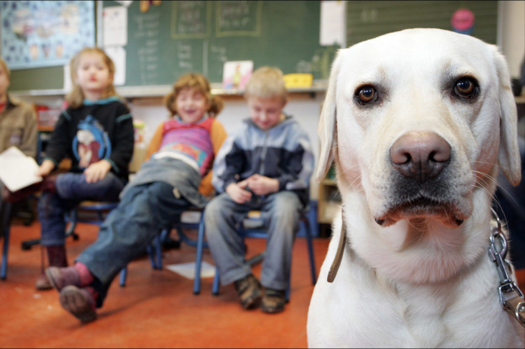 Hond in de klas Sophia SnuffelCollege snuffelnieuws