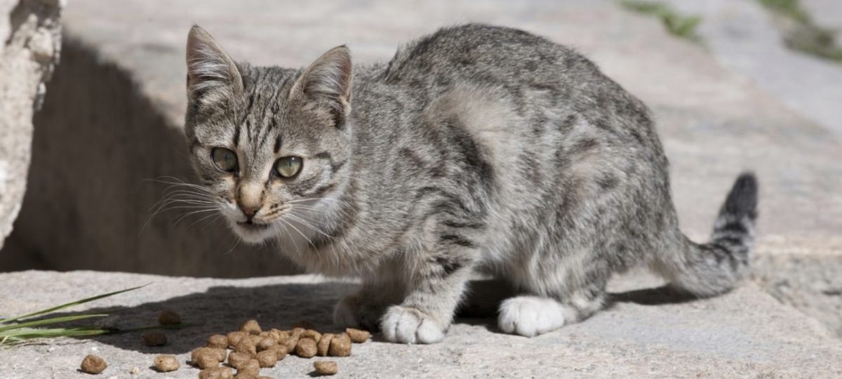 kattenleed voorkomen acties