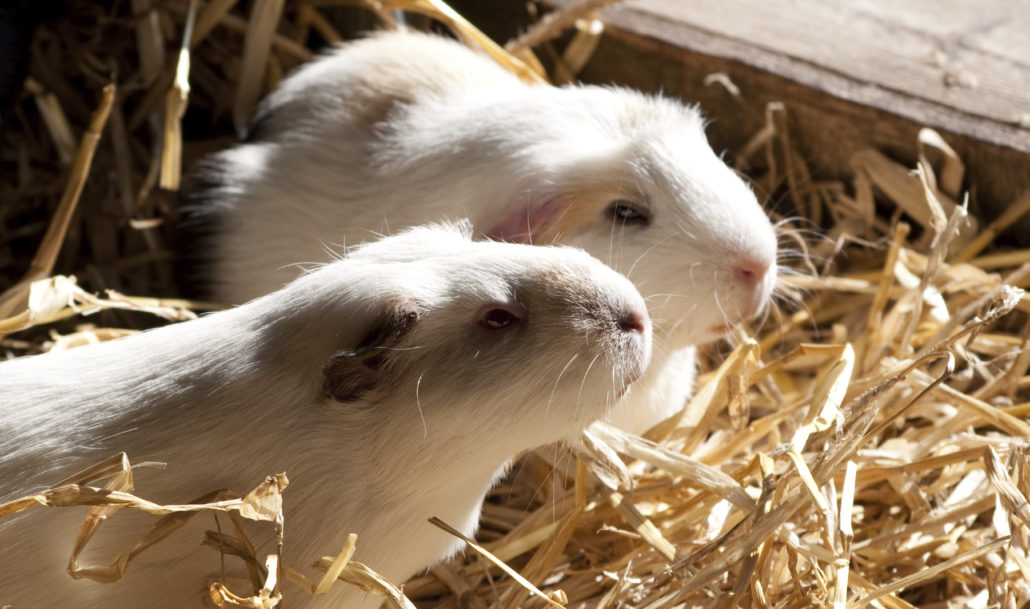 cavia samen