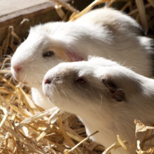 cavia samen