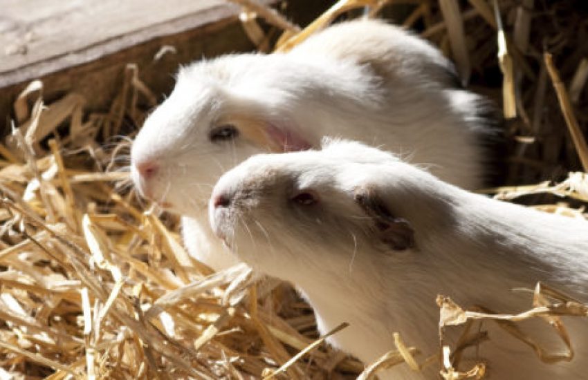 cavia samen