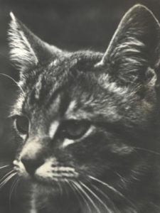 TNR 1992