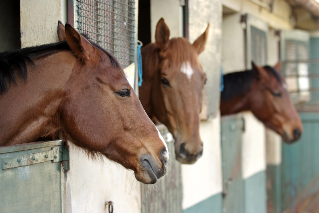 huisvesting paarden