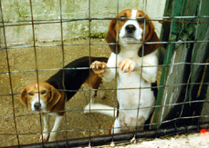 proefdier beagles