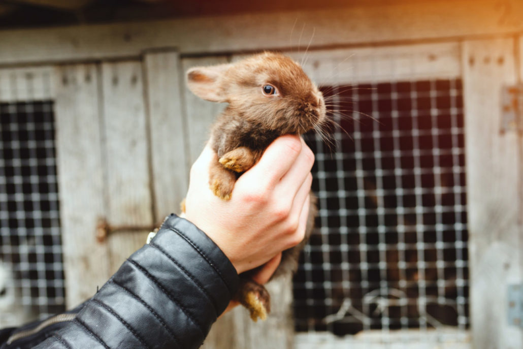 konijn doden van dieren