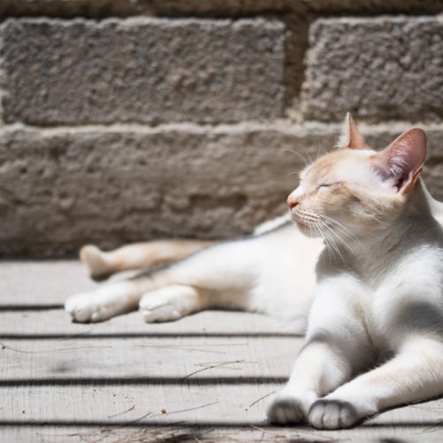 zomertips voor huisdieren