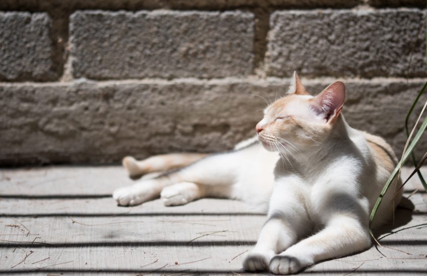 zomertips voor huisdieren