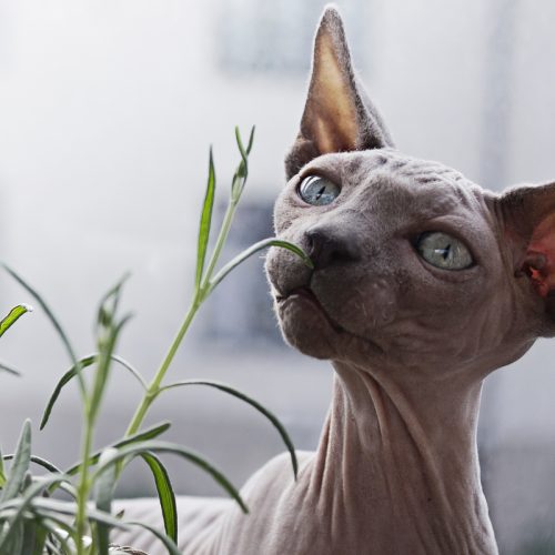 Bambino sphynx