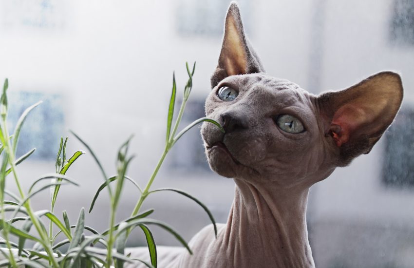 Bambino sphynx