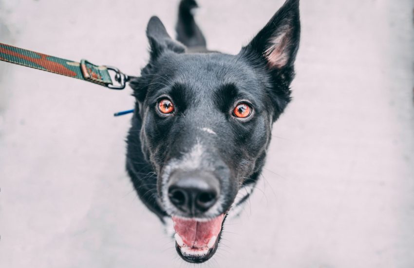 stroomband verboden bang voor honden