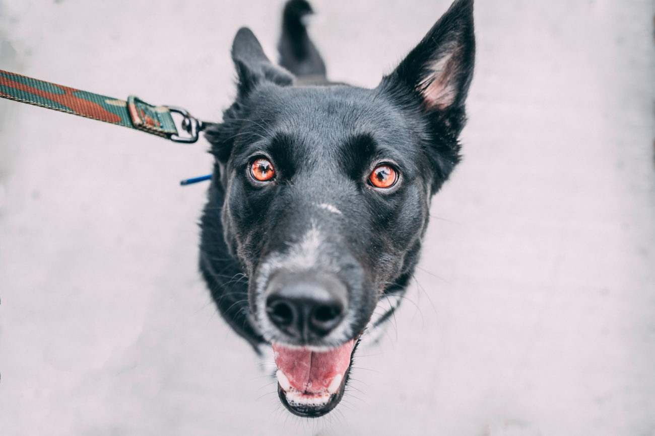 stroomband verboden bang voor honden