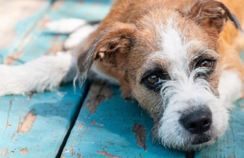 zwerfhond importeren kopen