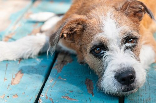 zwerfhond importeren kopen