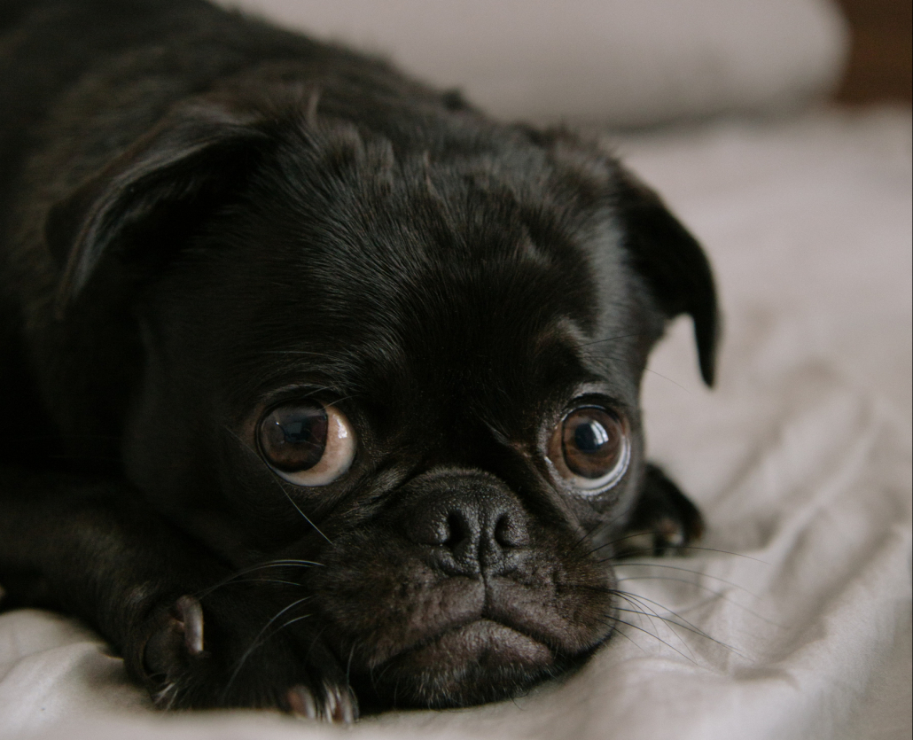 kortsnuit hond doorgefokt