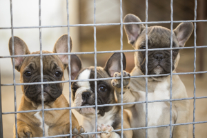 franse bulldog platte snuit hond