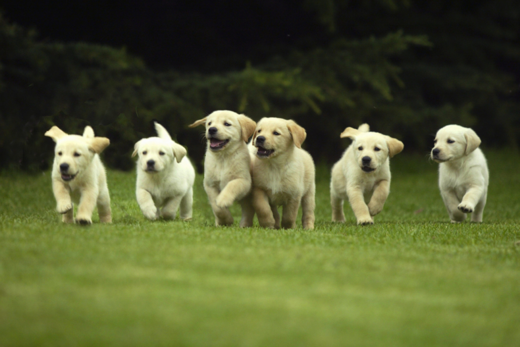 hond fokken pups zomer