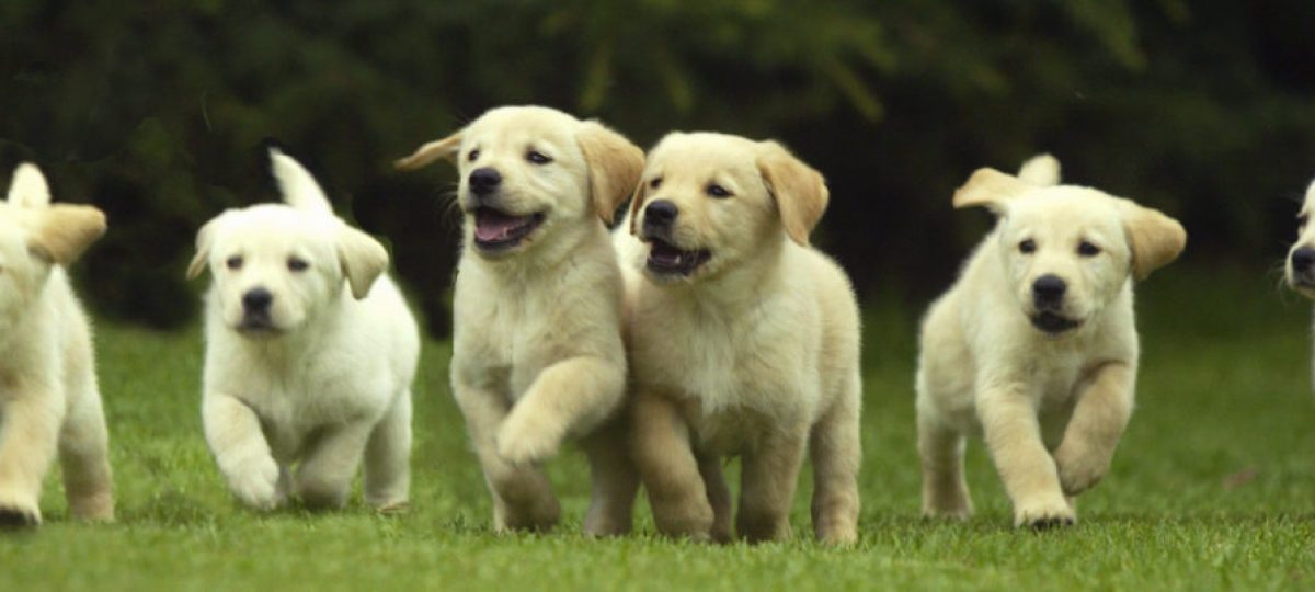 hond fokken pups zomer