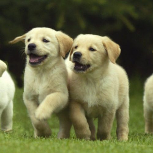 hond fokken pups zomer