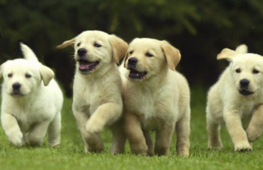 hond fokken pups zomer