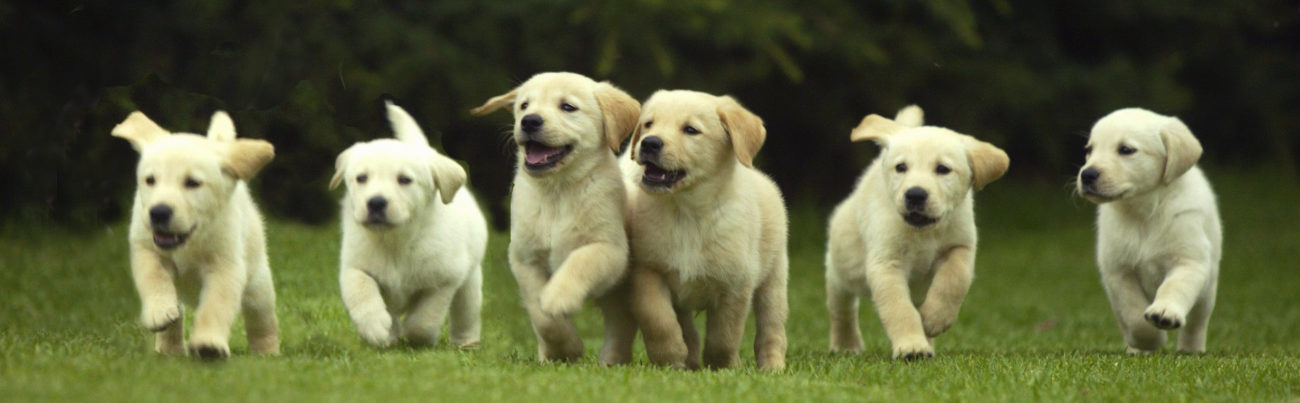 hond fokken pups zomer