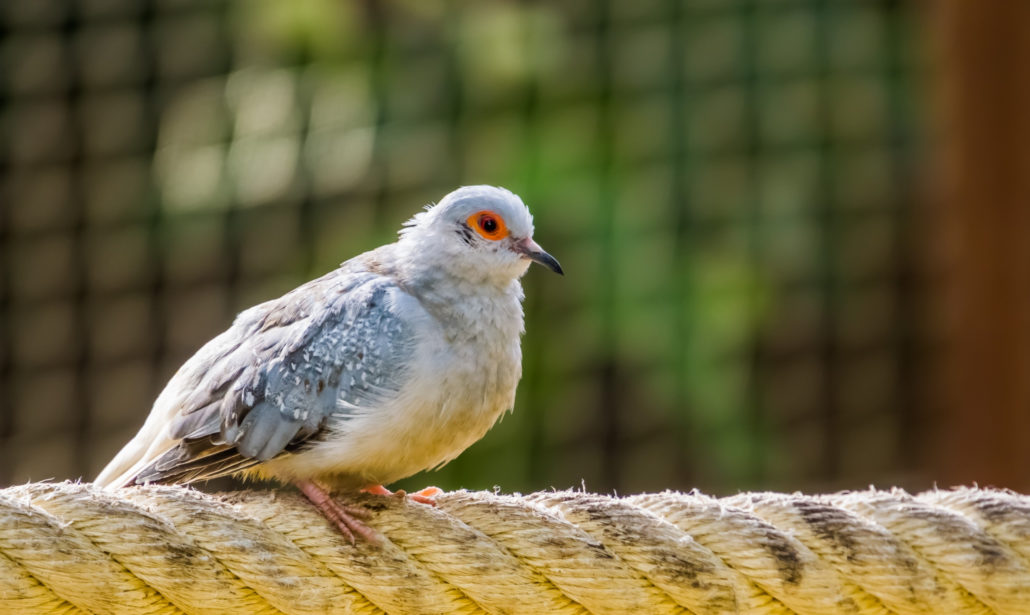 diamand duif veel gehouden vogels