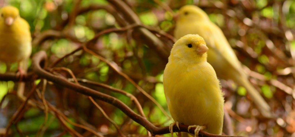 kanarie sociaal veel gehouden vogels