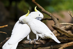 kaketoe vogels sociaal uitgelicht