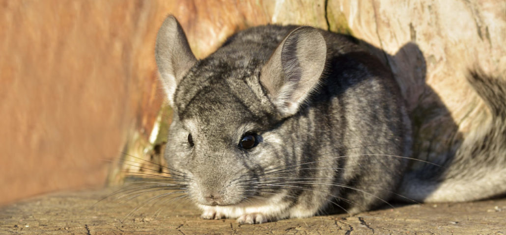 chinchilla