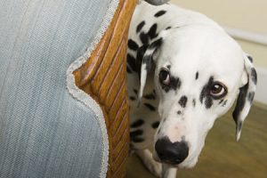 hond bang vuurwerk