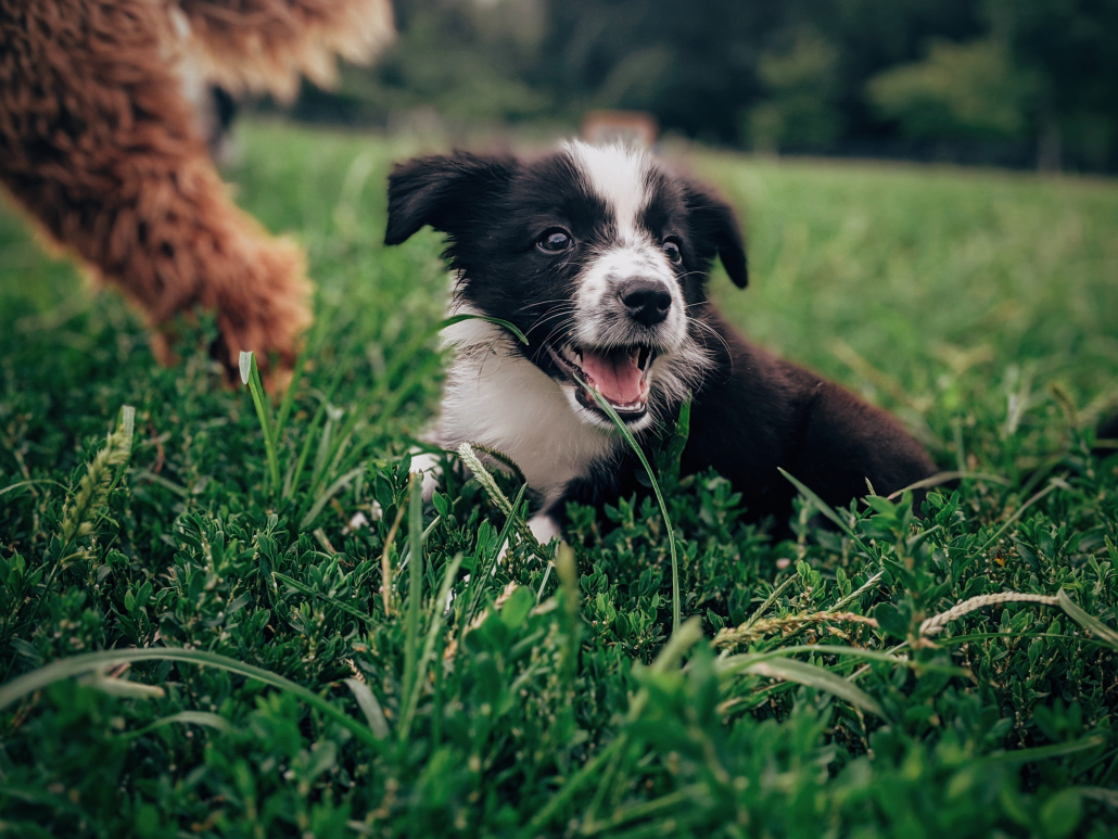 puppytraining hondenschool