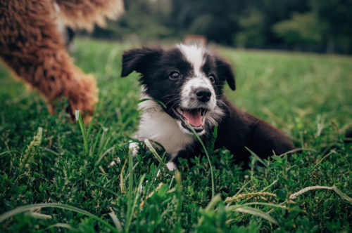 puppytraining hondenschool