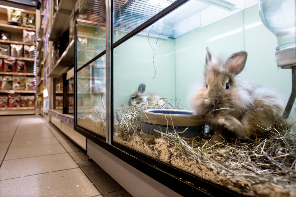 dierenhandel stop de verkoop in winkels