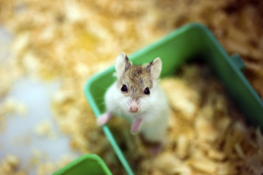 hamster covid-19 hamsterspreekuur