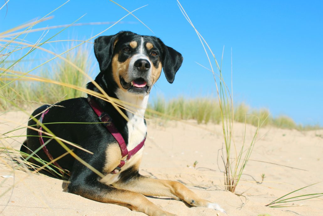 zomertips voor huisdieren