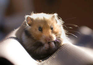 hamster