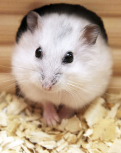 hamster