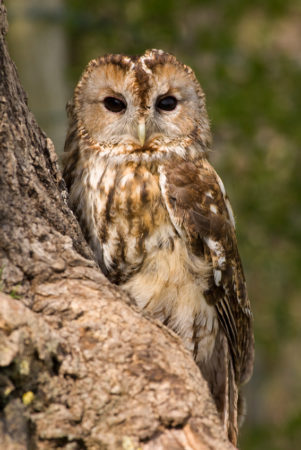 bosuil veel gehouden vogels