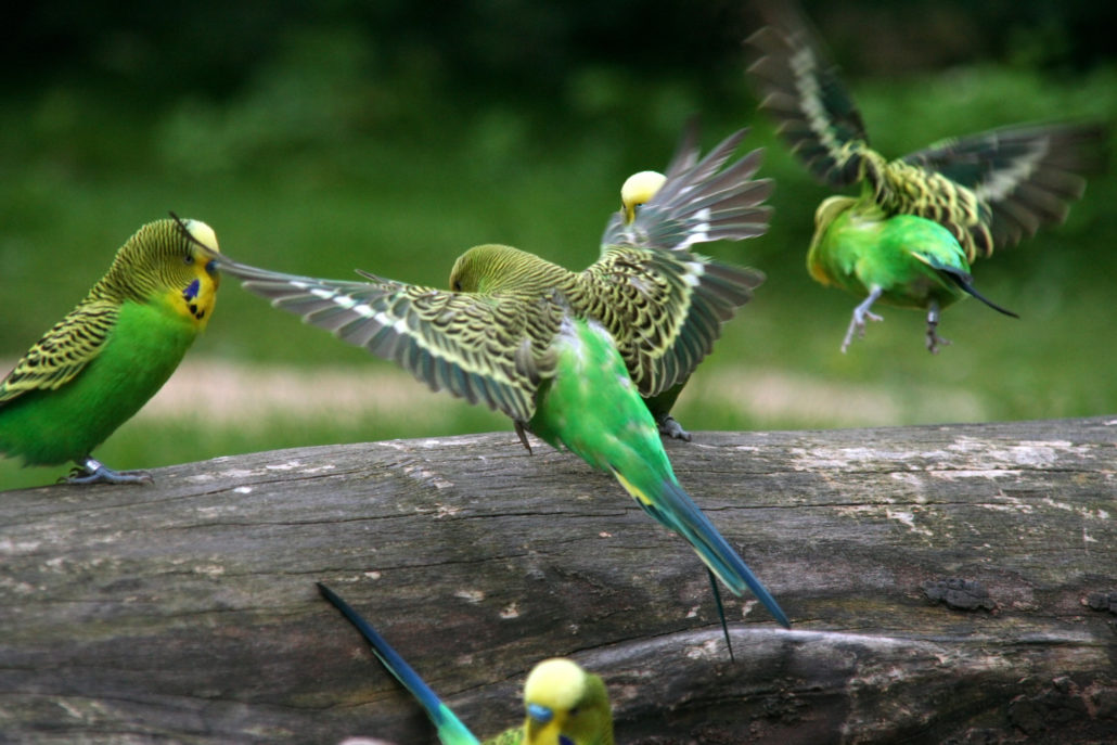 parkiet natuurlijke behoeftes huisvesting