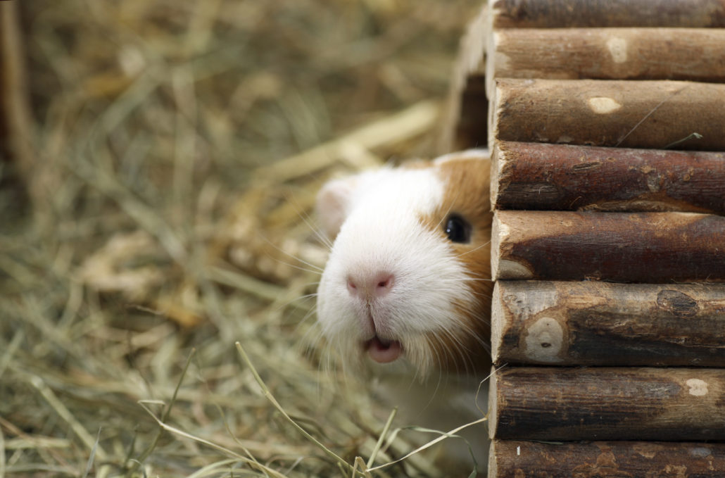 caviaspreekuur cavia's