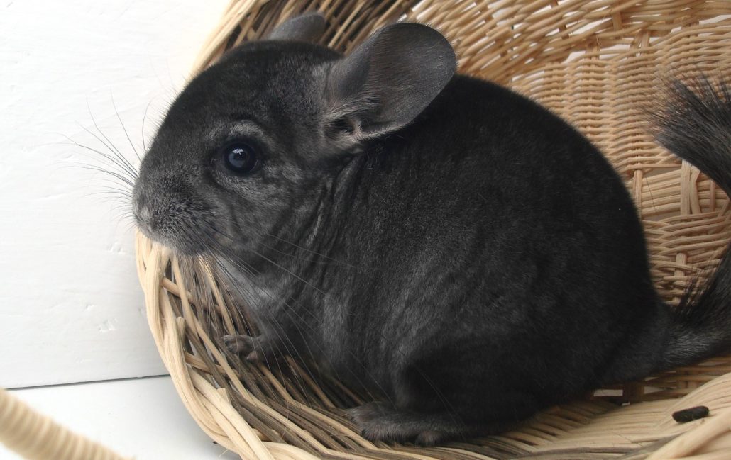 chinchilla