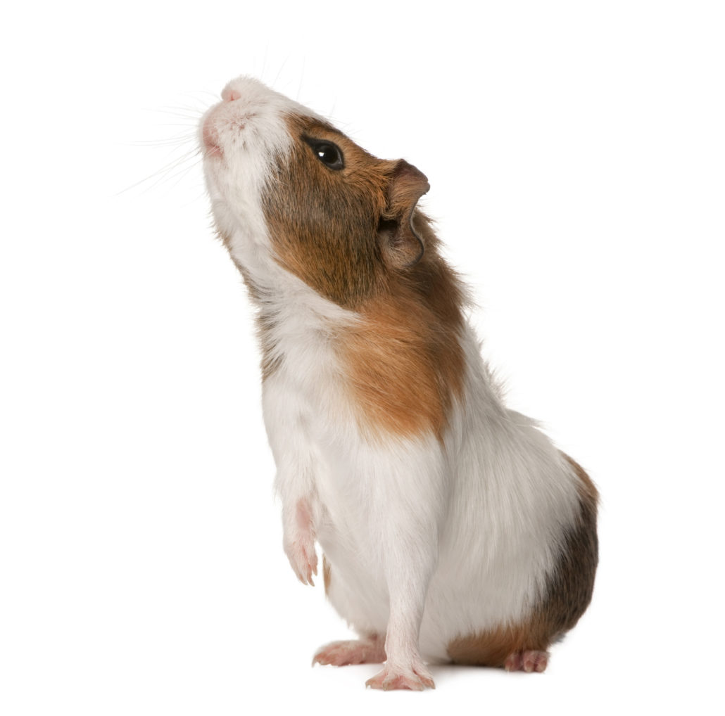 cavia verzorging