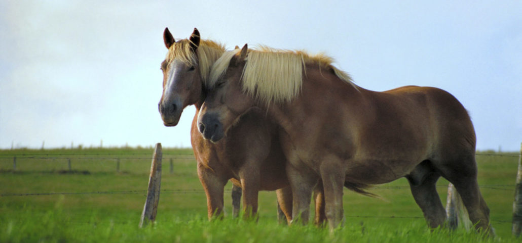 paarden sociaal