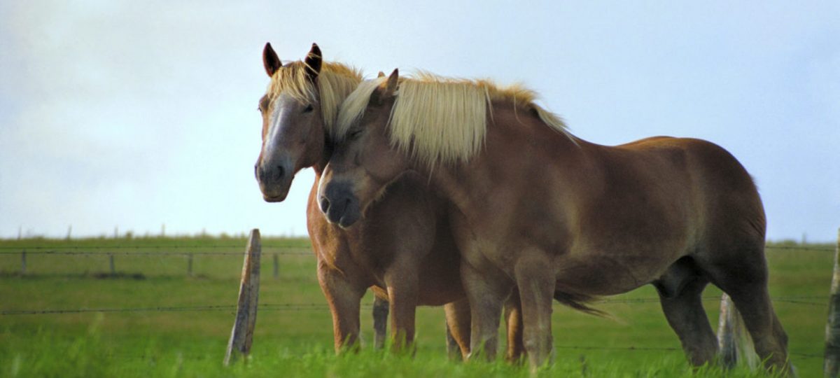 paarden sociaal