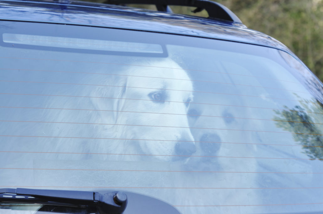 Hond hete auto