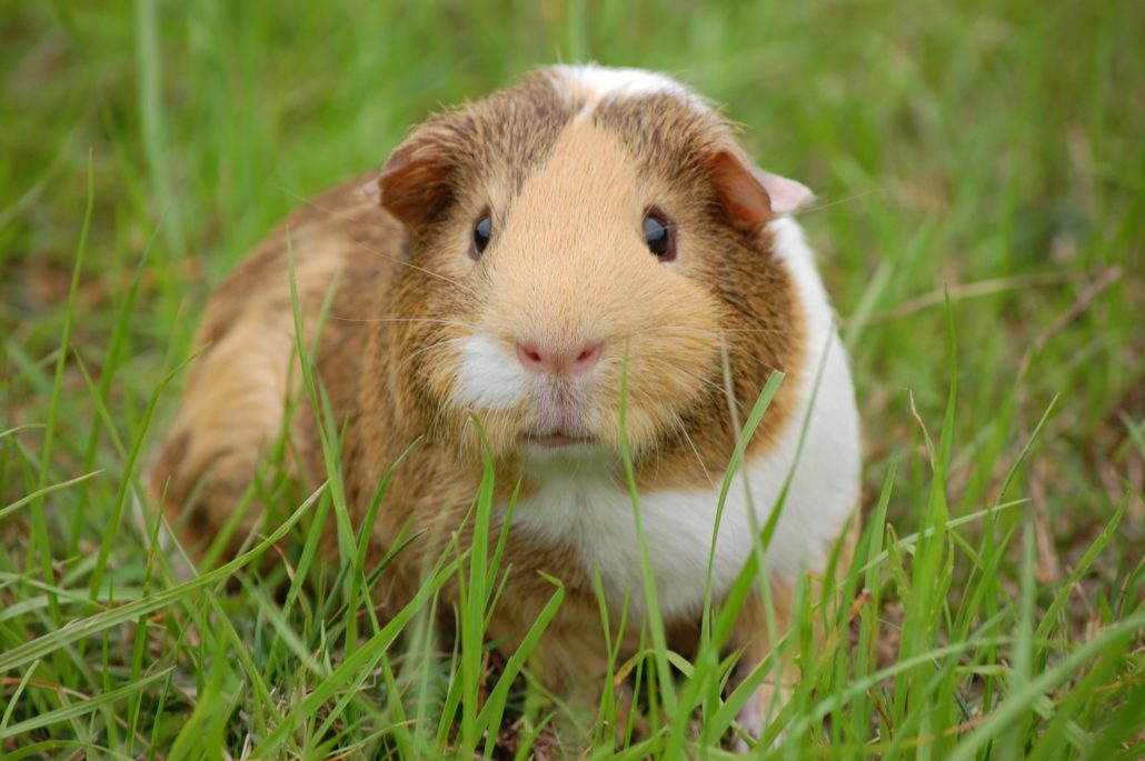 cavia kopen